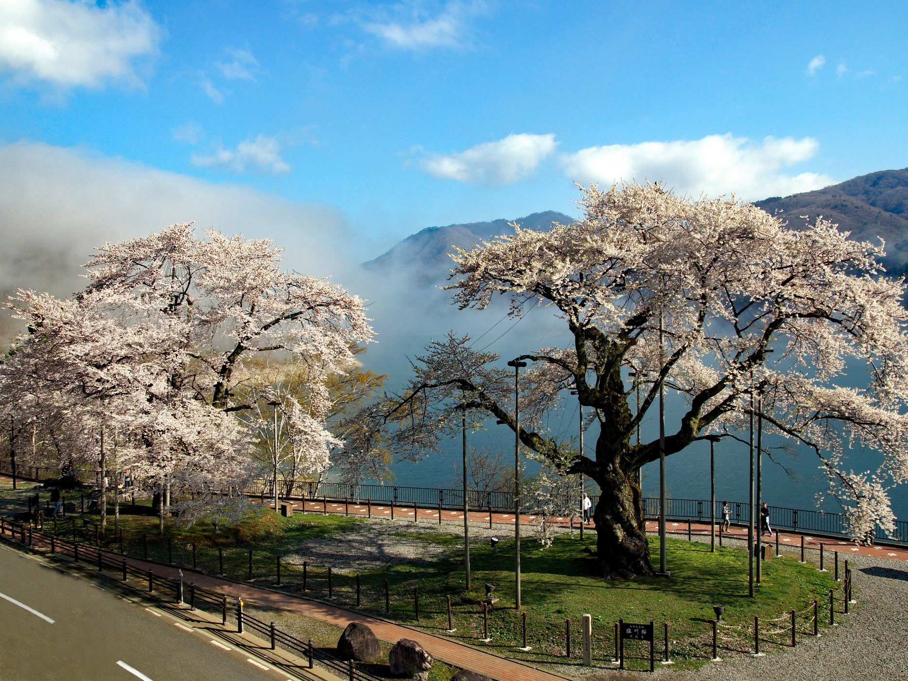 Shokawa Sakura Trees