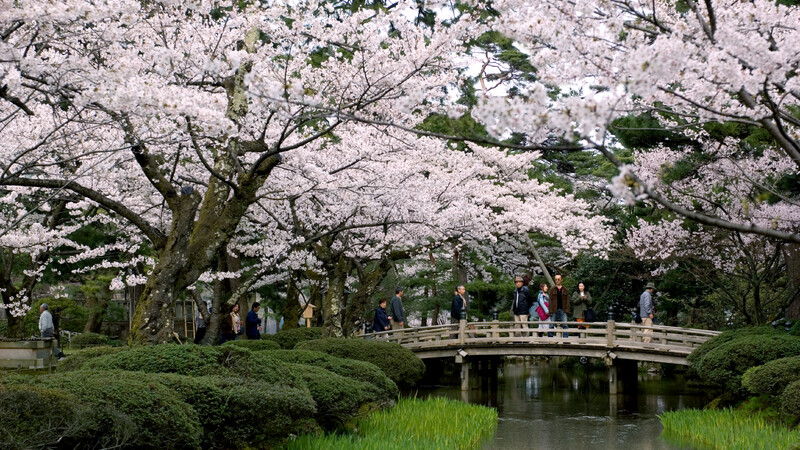 Enjoying Japanese beautiful spring and traditional townscape